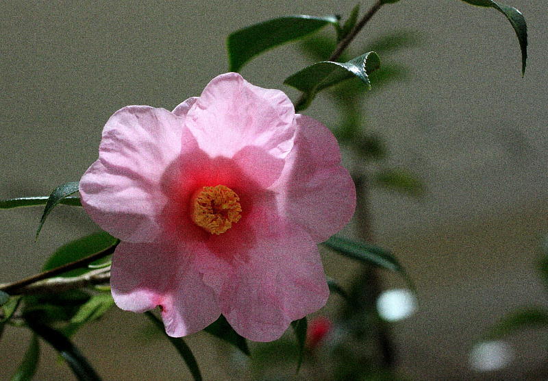 c0357781_14273462.jpg