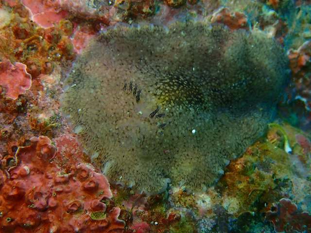 d0175710_18203898.jpg
