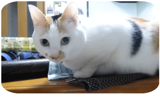 a0278632_17165083.gif