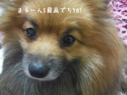 d0196736_12255252.png