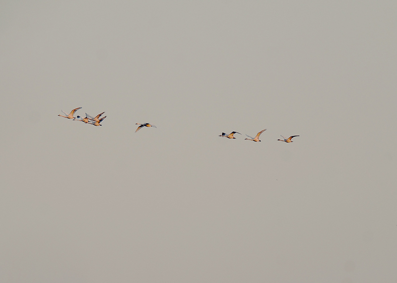 d0290240_09460229.gif