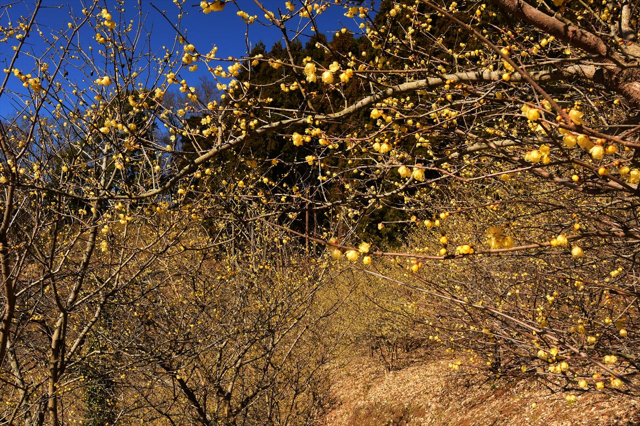 d0157380_7475057.jpg
