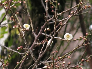 e0130185_1111143.jpg