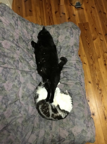 c0011300_21213891.jpeg