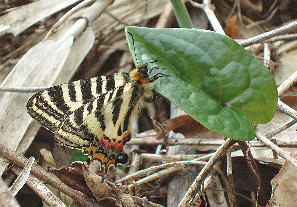 a0126632_885022.jpg