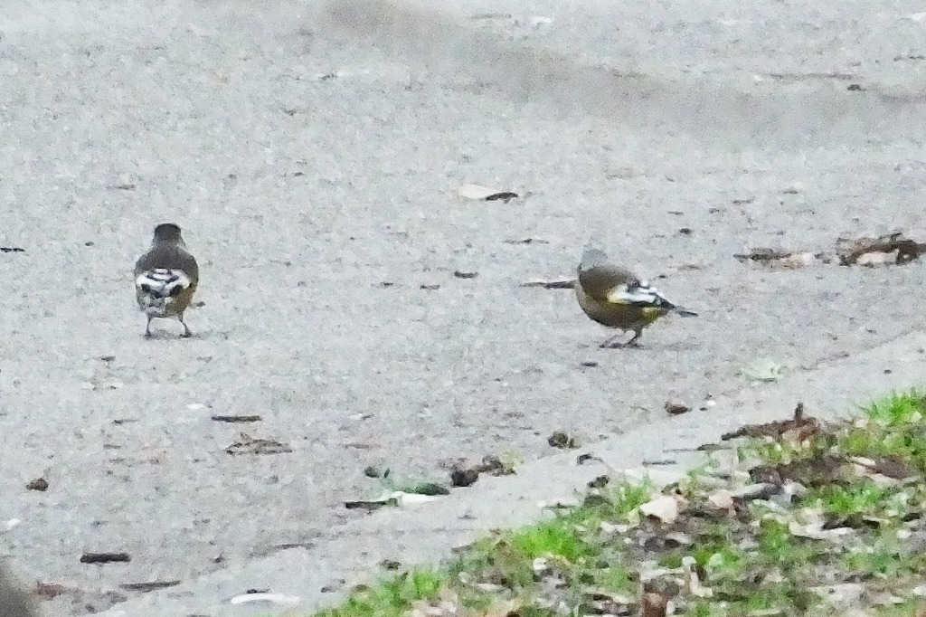 b0236251_1162117.jpg