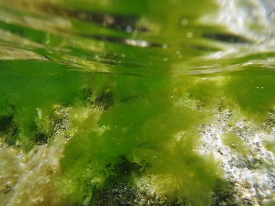 f0338188_17331529.jpg