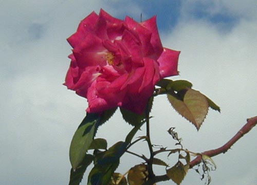 d0053294_131235.jpg