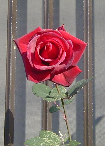 d0053294_13263.jpg