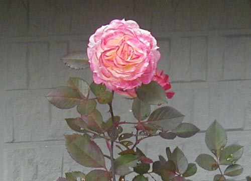 d0053294_135423.jpg