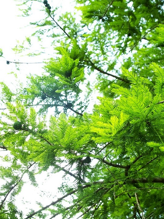 e0339317_20594198.jpg