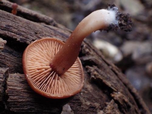 e0352220_23080085.jpg