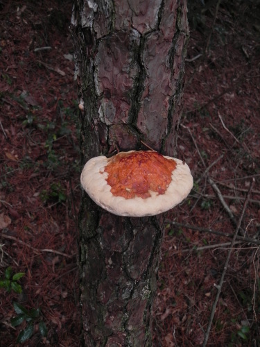 e0352220_23172359.jpg