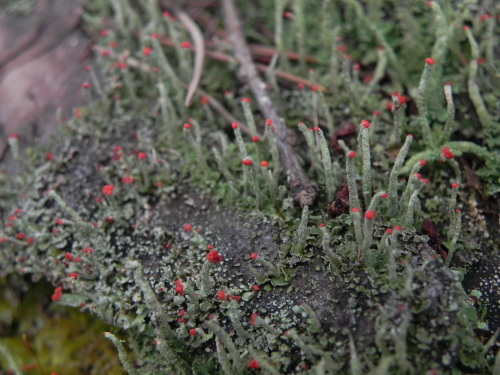 e0352220_23185988.jpg