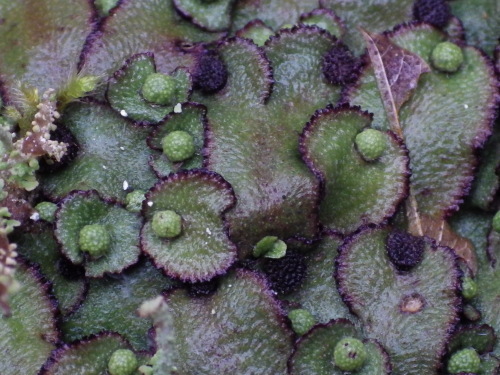 e0352220_23203766.jpg