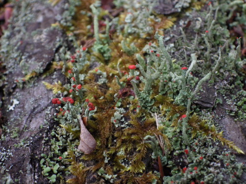 e0352220_23210901.jpg