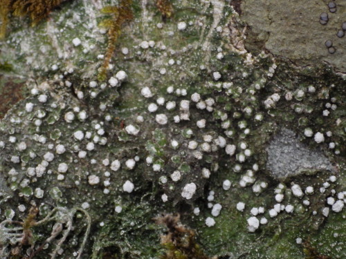 e0352220_23234236.jpg