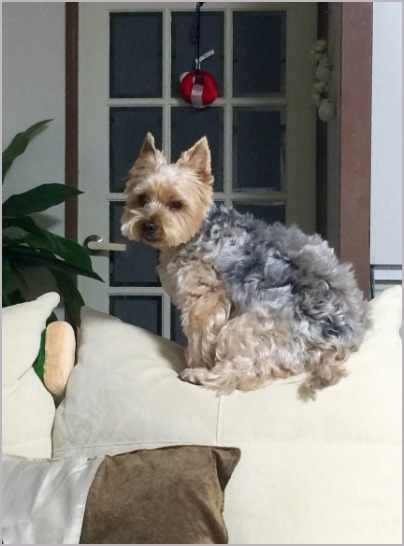 d0017632_13253645.jpeg