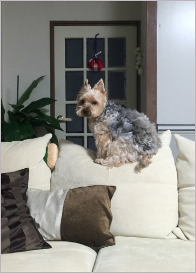 d0017632_13261575.jpeg