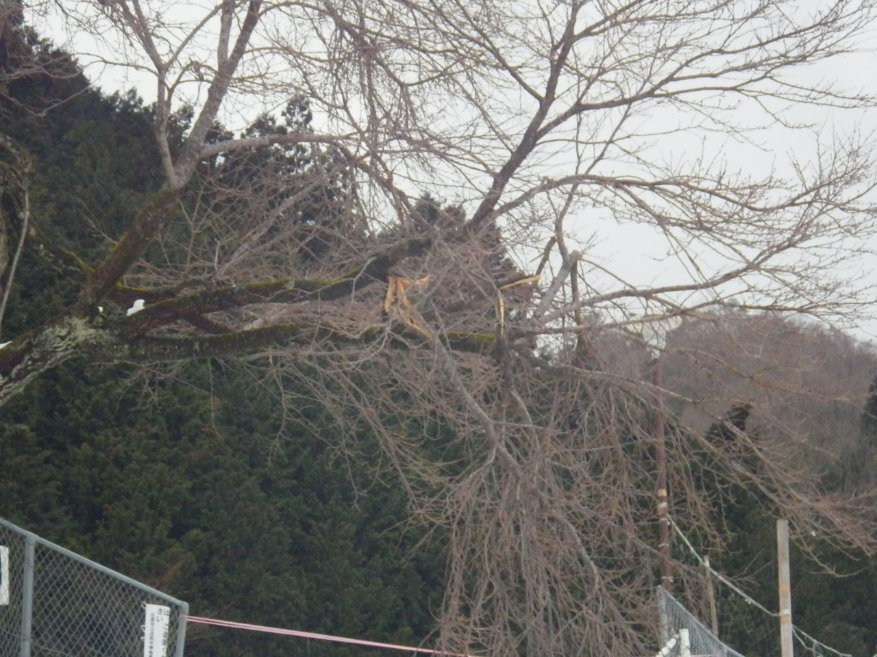 c0300035_951345.jpg