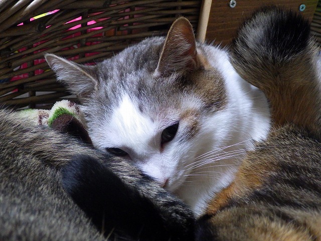 a0337237_13043887.jpg