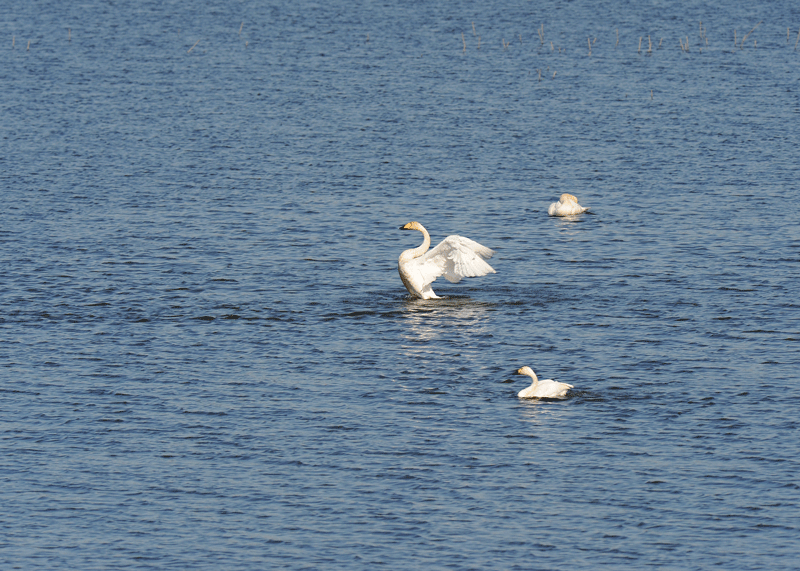 d0290240_15411391.gif