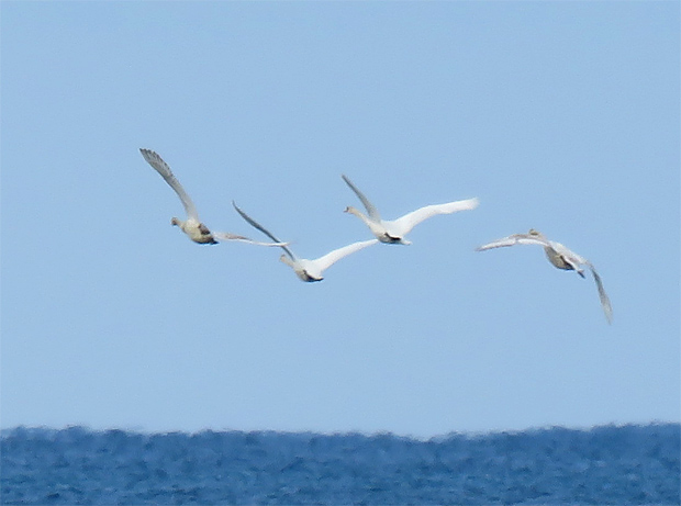 f0214649_15525313.jpg