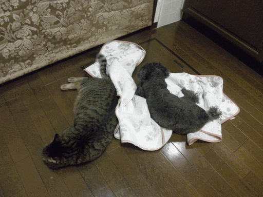 c0136736_2202327.gif