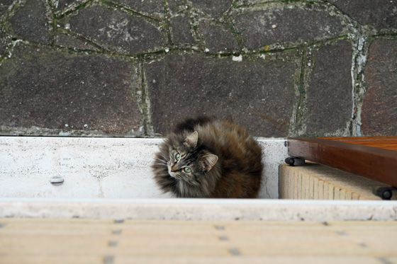 敷居猫 - イタリア写真草子