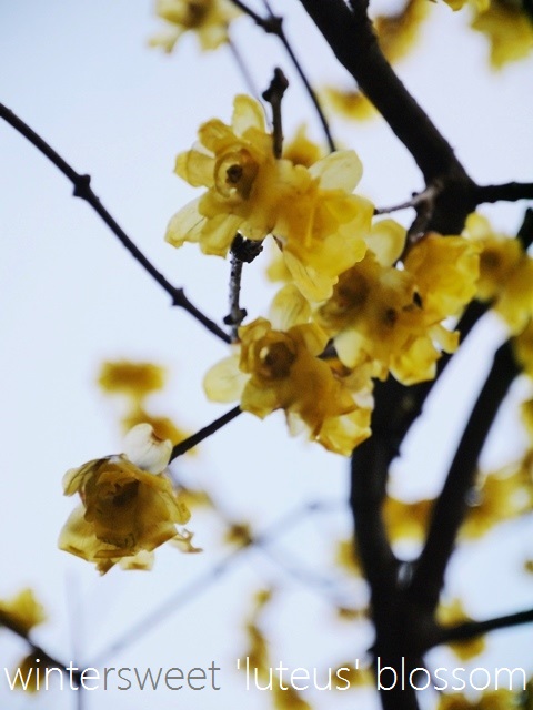 a0147281_20125156.jpg