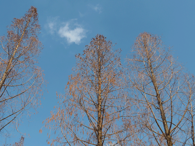 e0346064_17153266.gif
