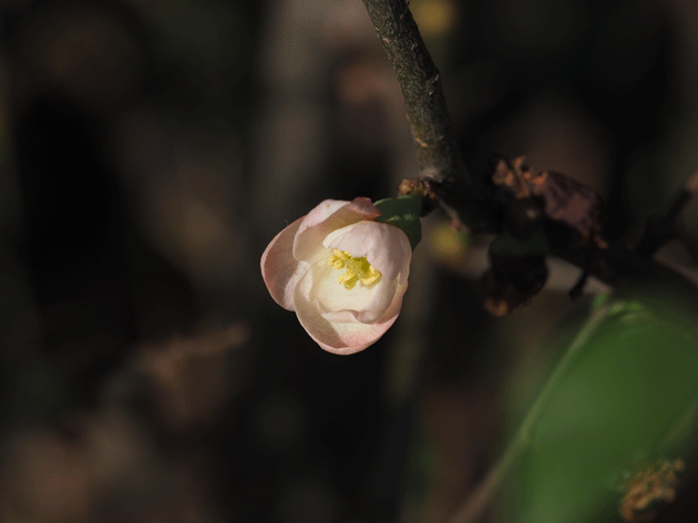 e0346064_17164178.gif
