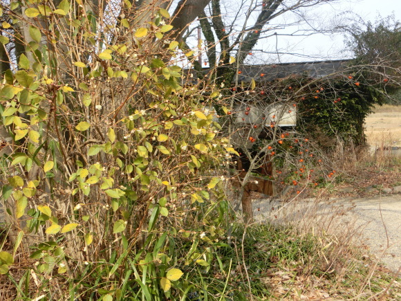 a0139007_22215208.jpg