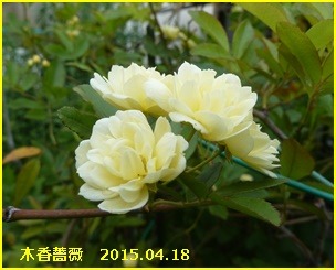 e0033229_18433131.jpg
