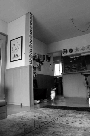 c0145250_10143863.gif