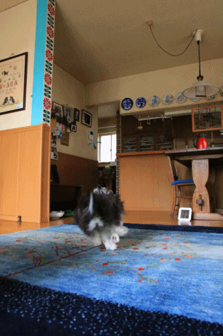c0145250_10144750.gif