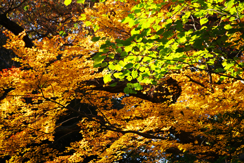 a0263109_1705612.jpg