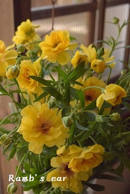 e0128909_7372479.jpg