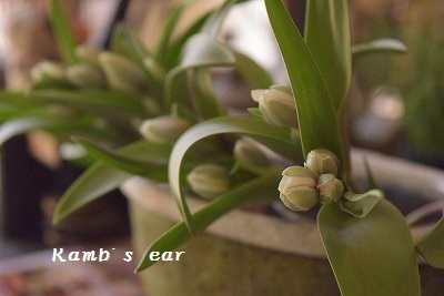 e0128909_7551026.jpg