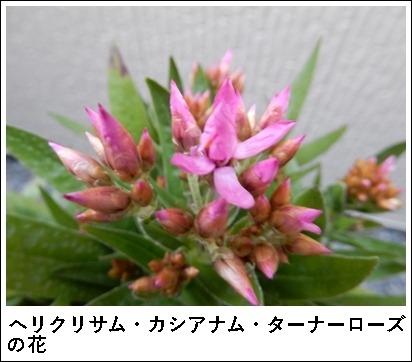 e0033229_18155535.jpg