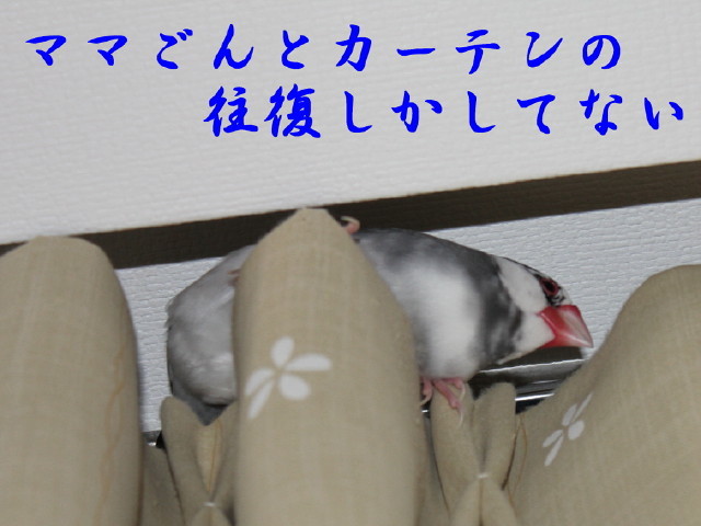 c0365734_21290675.jpg
