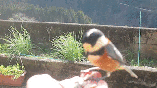 a0054948_0194878.gif