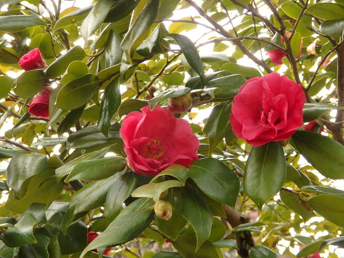 b0197486_16324413.jpg
