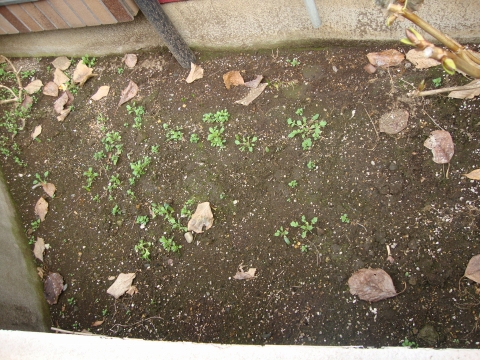 c0322794_1604255.jpg
