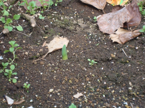 c0322794_1635575.jpg