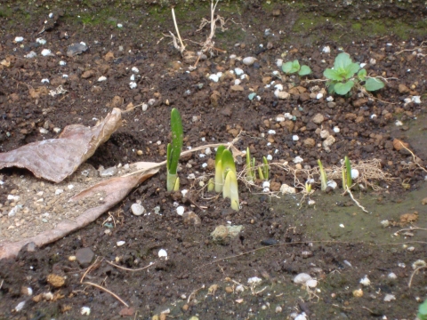 c0322794_1645455.jpg
