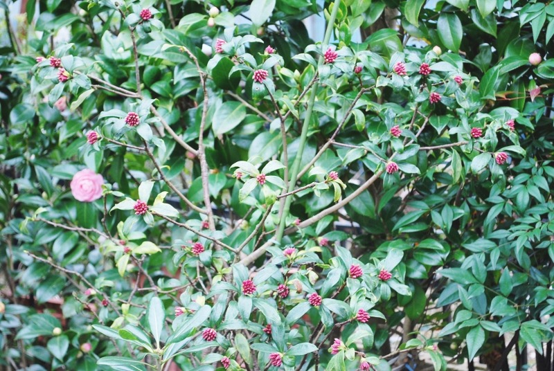 e0025300_147389.jpg