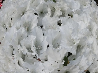 c0015706_16462982.jpg