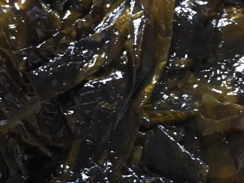 e0177509_23165206.jpg