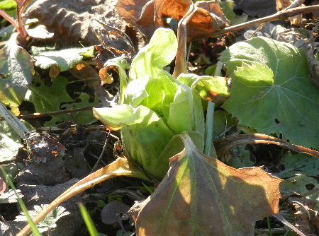 e0172950_18574075.jpg